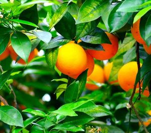 Procomel suma nuevas hectáreas para la producción de cítricos