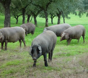 Embutidos Jabugo modifica su accionariado y amplía instalaciones