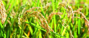 Informe 2018 del sector de Arroz en España