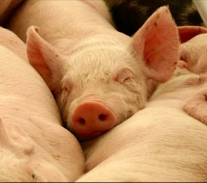 Vall Companys entra en el capital de un matadero y sala de despiece