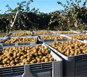 Ipar Kiwi aumentará sus ventas un 40% gracias a la entrada de nuevos clientes