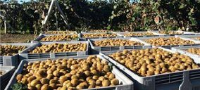 Ipar Kiwi aumentará sus ventas un 40% gracias a la entrada de nuevos clientes