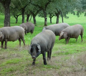 El nuevo matadero de ibérico de Extremadura absorberá 20 M