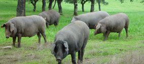 El nuevo matadero de ibérico de Extremadura absorberá 20 M