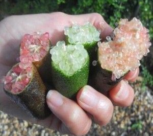 Earmur comercializará caviar cítrico antes de finalizar el presente ejercicio