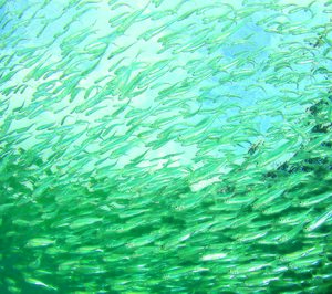 Skretting vuelve a la senda del crecimiento