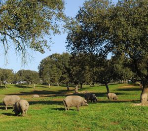 La Junta de Extremadura será el primer accionista del futuro matadero de ibérico