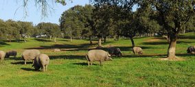 La Junta de Extremadura será el primer accionista del futuro matadero de ibérico