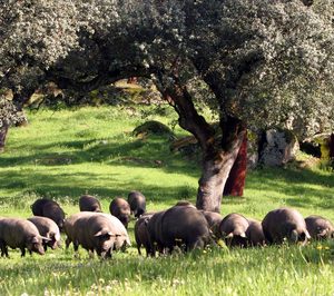 La industria tradicional de ibérico se opone al cambio de la Norma de Calidad