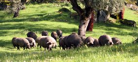 La industria tradicional de ibérico se opone al cambio de la Norma de Calidad