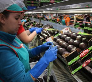 Trops finaliza su fábrica de procesados de aguacate