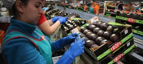 Trops finaliza su fábrica de procesados de aguacate