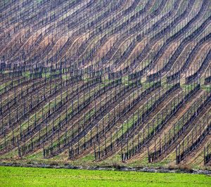 Diez Siglos de Verdejo levantará una nueva bodega para frizzantes