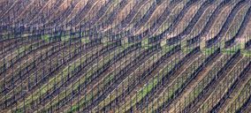 Diez Siglos de Verdejo levantará una nueva bodega para frizzantes