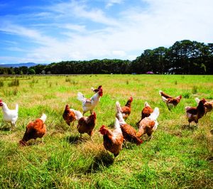 La Mondejana también elimina sus jaulas para Mercadona