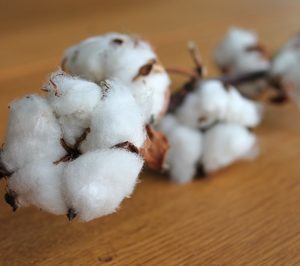 Cotton South incrementa sus inversiones