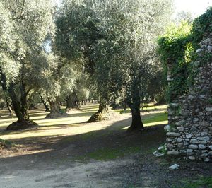 Se ultima el pacto para una gran fusión cooperativa aceitera en Andalucía