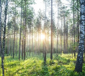 Metsä Board cumple con los objetivos en emisiones del Acuerdo de París