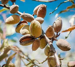 Sirvent Almendras vuelve a la senda alcista