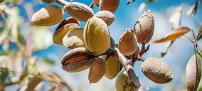 Sirvent Almendras vuelve a la senda alcista