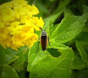 Insecticidas: las marcas lideran un mercado en el que avanza la Mdd