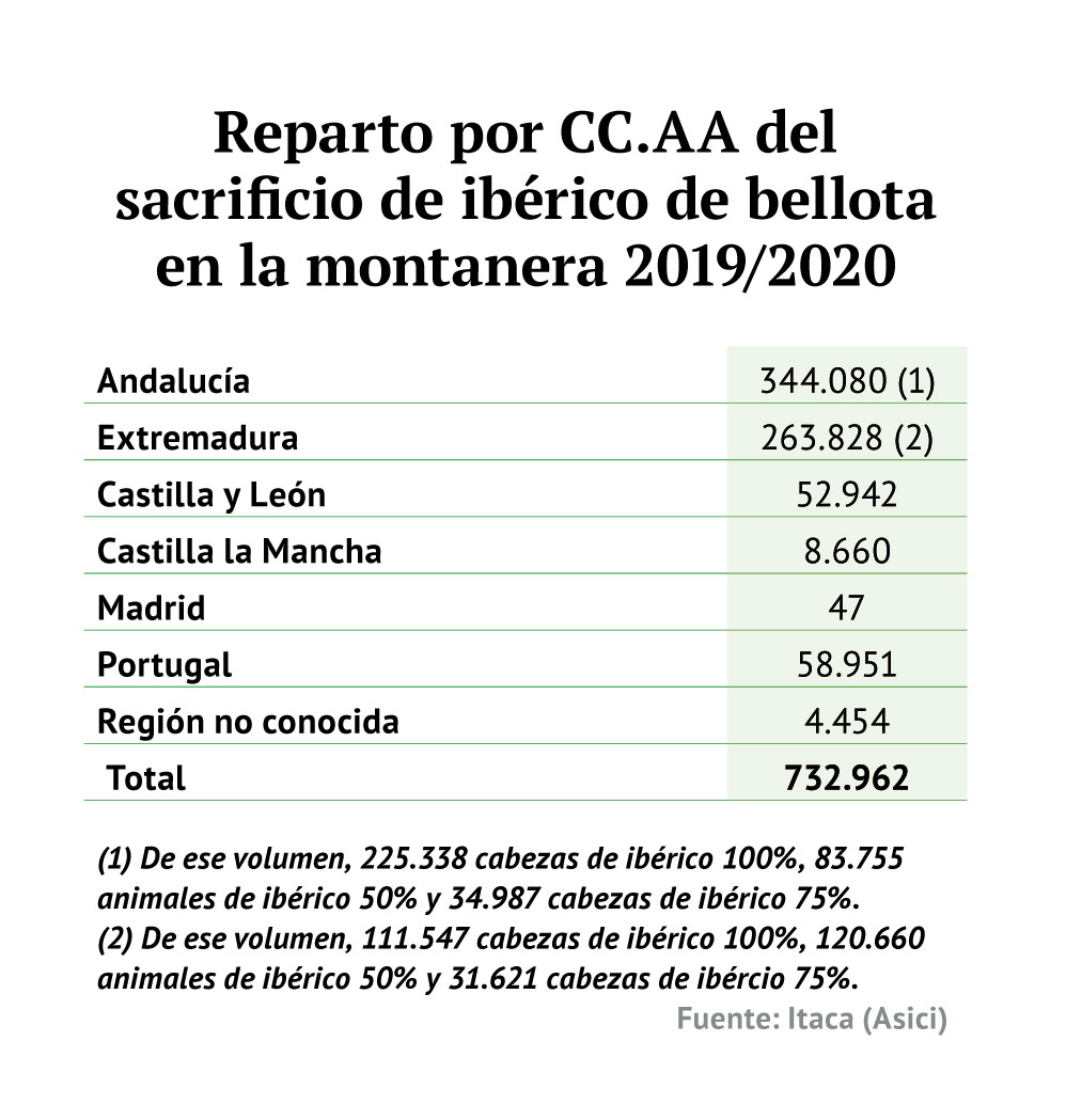 El sacrifico de cerdo ibérico aumentó un 5,2% en los siete primeros meses de campaña