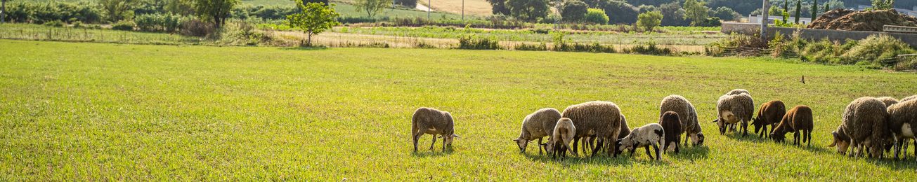 Informe 2020 del sector de Carne de Ovino