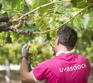 Uvasdoce prevé incrementar ventas, mientras sigue apostando por variedades con más valor