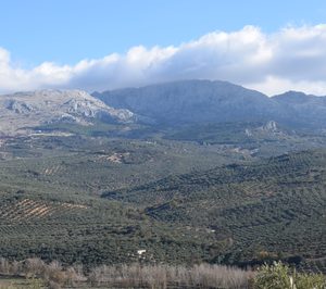 El sector de aceite de oliva, esperanzado ante el cambio de presidente en EE.UU.