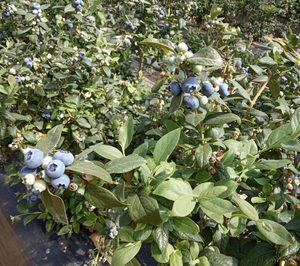 Cuna de Platero inicia la comercialización de su primera variedad propia de arándano