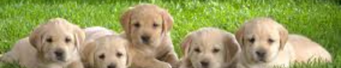 Informe 2021 del sector de petfood