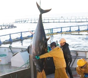 Grupo Ricardo Fuentes se focaliza en el atún rojo tras la venta de parte de sus activos acuícolas