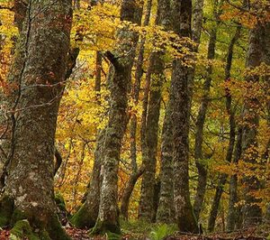 Naeco lanza su proyecto Naeco Reforest