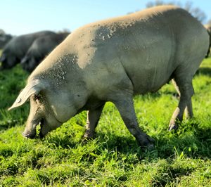 La montanera de ibérico se reduce un 6,9% a causa de la pandemia