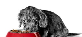 Royal Canin apuesta por sistemas de predicción de la demanda para mejorar su logística