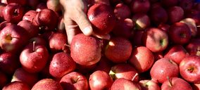 Aumentan las manzanas club y el segmento bío de VOG en la temporada 2021-2022