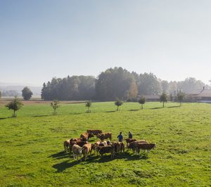 Avigase certifica su ganadería de vacuno