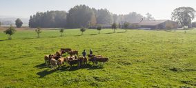 Avigase certifica su ganadería de vacuno