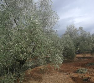 La aceitera Benalúa toma el relevo de Coperalia y abre su proyecto a otras provincias