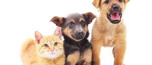 Informe 2022 del sector de pet food