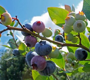 Onubafruit compra terrenos, apuesta por la renovación varietal y sigue creciendo en arándanos