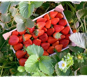 El Pinar, fuertes inversiones para responder a la creciente demanda de frutos rojos de verano