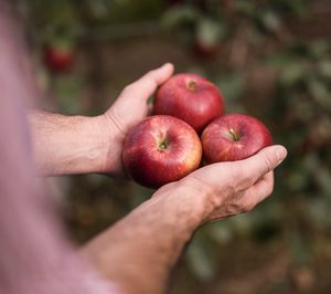 La nueva manzana ‘Cosmic Crisp’ debuta en el mercado europeo