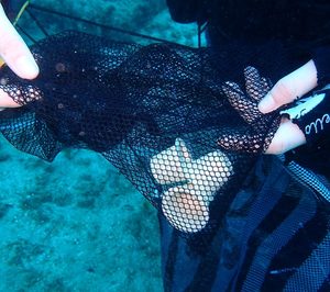 Ainia colabora en el desarrollo de una nueva cápsula de café biodegradable en el mar