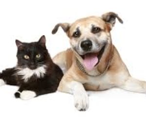 El mercado de pet food acelera su crecimiento y muestra un gran potencial