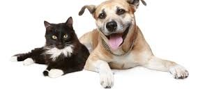El mercado de pet food acelera su crecimiento y muestra un gran potencial