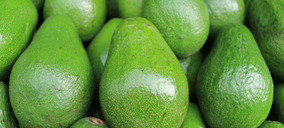 Eurofresh potencia su negocio de aguacate convencional para ingresar en el retail español