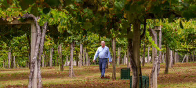 Bodegas Matarromera se inicia en la DO Rías Baixas con Viña Caeira