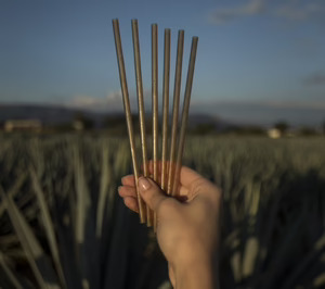 Biofase trae las pajitas biodegradables elaboradas con subproductos de José Cuervo