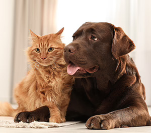 Laboratorios Bilper apuesta por Me Gusta en higiene y cosmética para mascotas